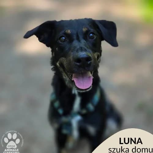 Luna, female puppy Mixed Breed for adoption at Fundacja Puszatek, Warszawa