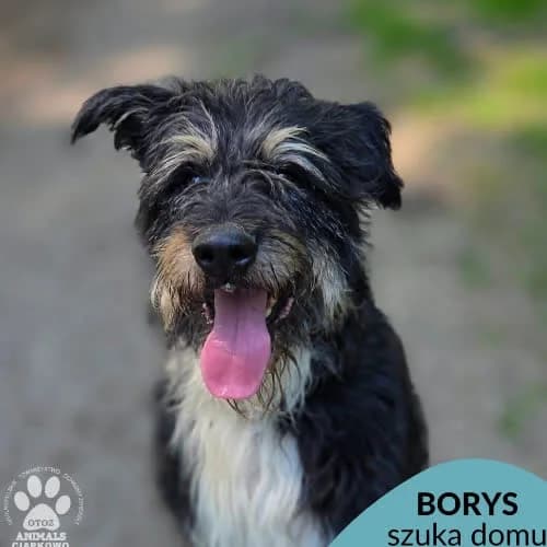 Borys, male puppy Mixed Breed for adoption at Fundacja Puszatek, Warszawa