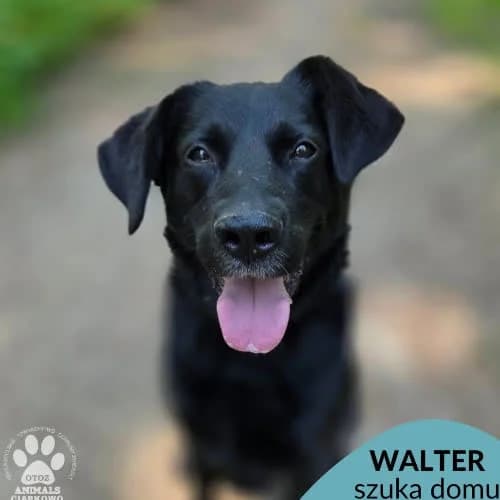 Walter, male puppy Mixed Breed for adoption at Fundacja Puszatek, Warszawa