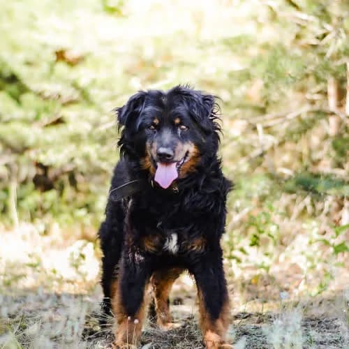 Jożin, male puppy Mixed Breed for adoption at Fundacja Puszatek, Warszawa