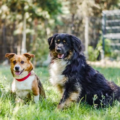 Timon i Pumba, male puppy Mixed Breed for adoption at Fundacja Puszatek, Warszawa