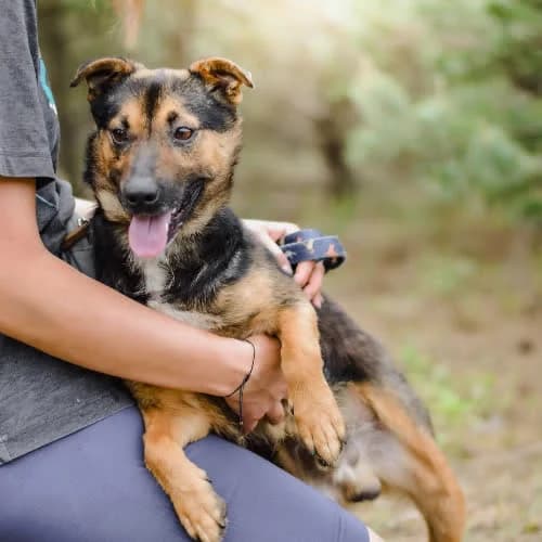 Bąbel, male puppy Mixed Breed for adoption at Fundacja Puszatek, Warszawa