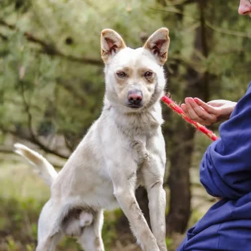 Olaf, male puppy Mixed Breed for adoption at Fundacja Puszatek, Warszawa