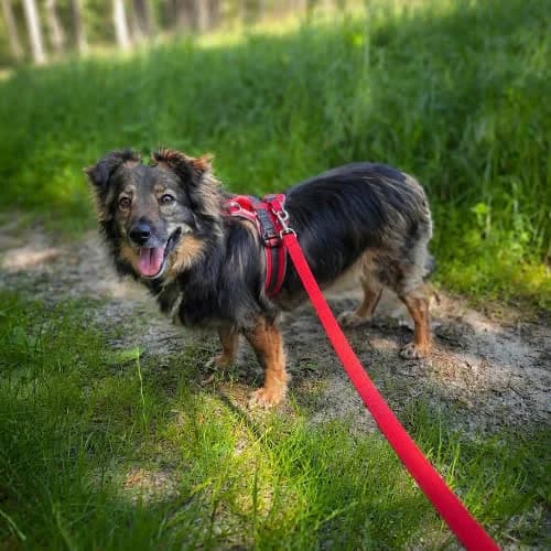 Owsianka, female puppy Mixed Breed for adoption at Fundacja Puszatek, Warszawa