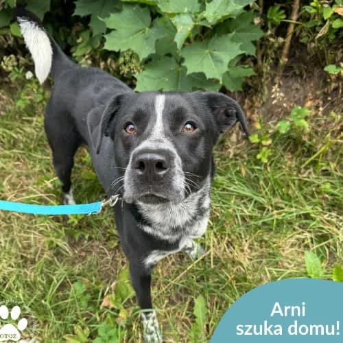 Arni, male puppy Mixed Breed for adoption at Fundacja Puszatek, Warszawa