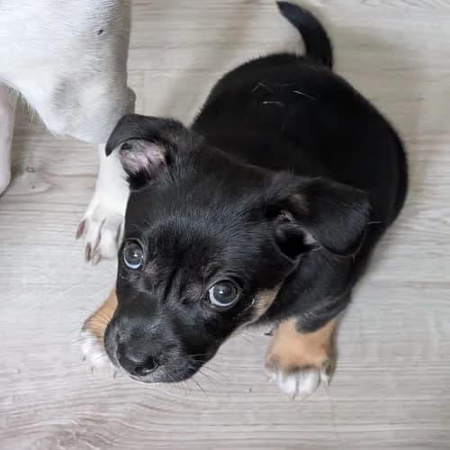 Wincent, male young Mixed Breed for adoption at Fundacja Puszatek, Warszawa