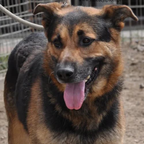 Burek, male puppy Mixed Breed for adoption at Fundacja Puszatek, Warszawa