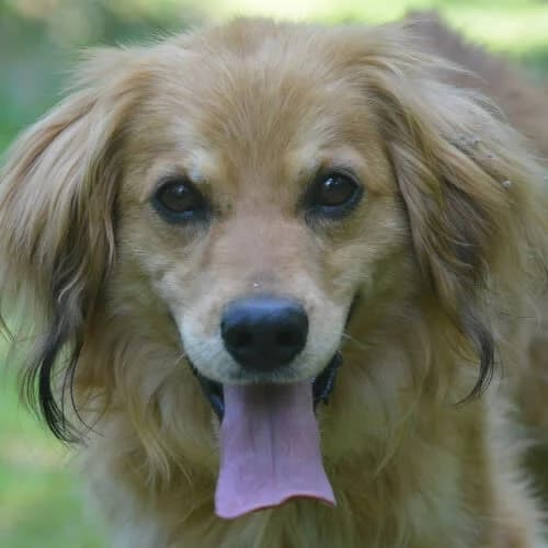 Kimchi, male 4yo Mixed Breed for adoption at Fundacja Puszatek, Warszawa