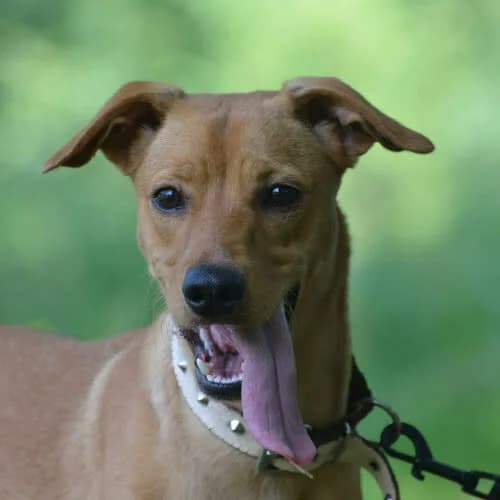 Parys, male senior Mixed Breed for adoption at Fundacja Puszatek, Warszawa