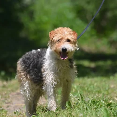 Czakra, female 4yo Mixed Breed for adoption at Fundacja Puszatek, Warszawa