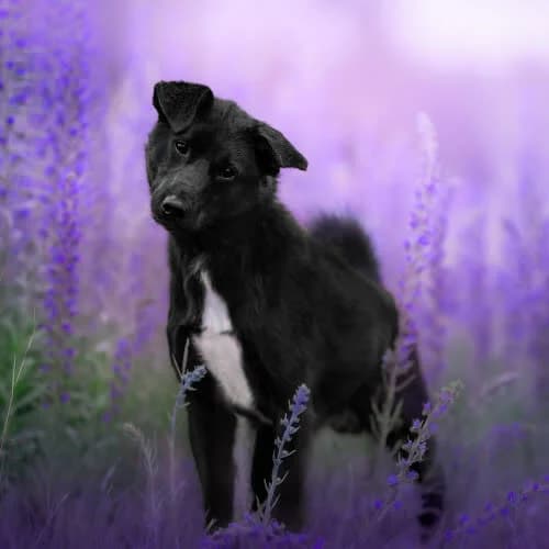 energetyk Sandero, male puppy Mixed Breed for adoption at Fundacja Puszatek, Warszawa