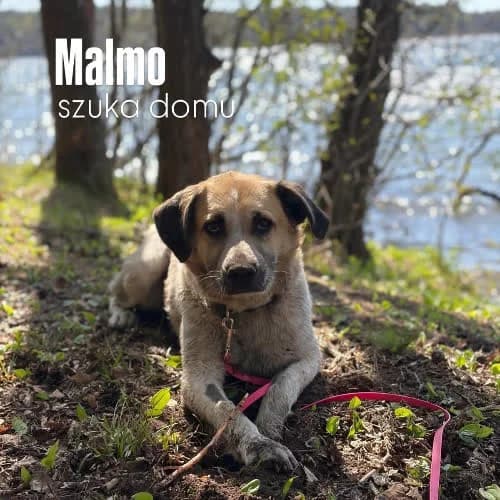Malmo, male puppy Mixed Breed for adoption at Fundacja Puszatek, Warszawa