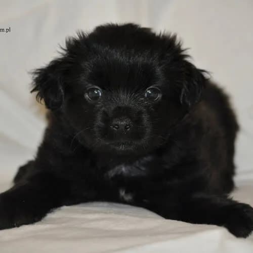 Storczyk, male young Mixed Breed for adoption at Fundacja Puszatek, Warszawa