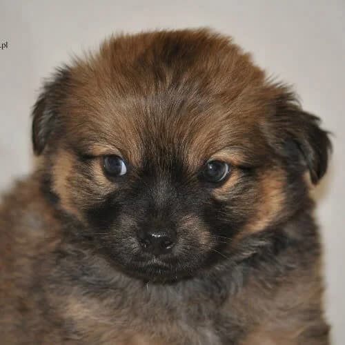 Bratek, male young Mixed Breed for adoption at Fundacja Puszatek, Warszawa