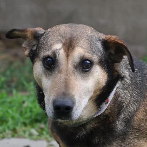 Pankracy, male senior Mixed Breed for adoption at Fundacja Puszatek, Warszawa