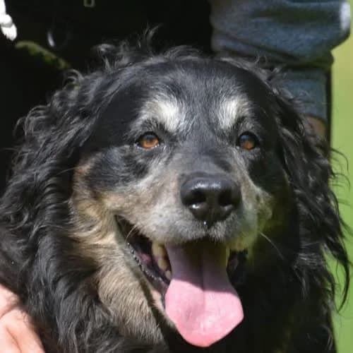 Stomil, male 7yo Mixed Breed for adoption at Fundacja Puszatek, Warszawa