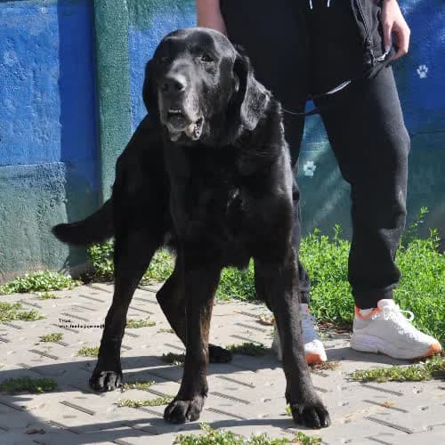 Tytan, male puppy Mixed Breed for adoption at Fundacja Puszatek, Warszawa