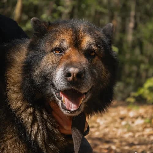 TOM, male puppy Mixed Breed for adoption at Fundacja Puszatek, Warszawa