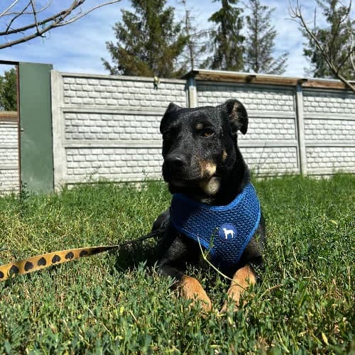 Bodzio, male puppy Mixed Breed for adoption at Fundacja Puszatek, Warszawa