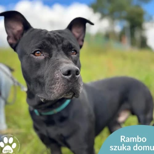Rambo, male puppy Mixed Breed for adoption at Fundacja Puszatek, Warszawa
