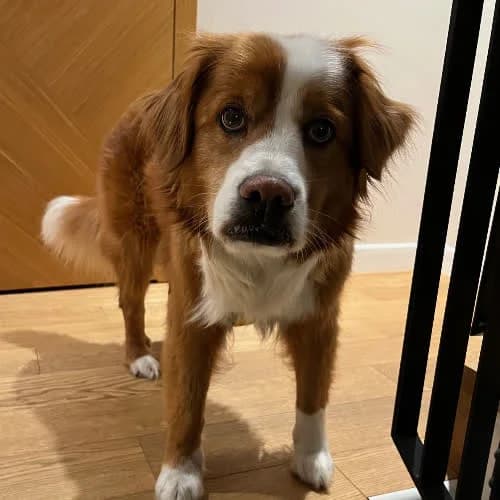 Piesek, female 7yo Mixed Breed for adoption at Fundacja Puszatek, Warszawa