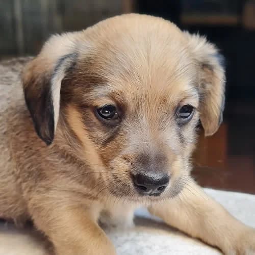 Karacik, male 3yo Mixed Breed for adoption at Fundacja Puszatek, Warszawa