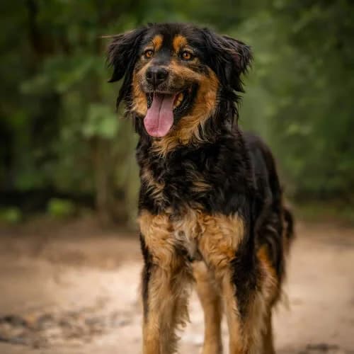 SONIA, female puppy Mixed Breed for adoption at Fundacja Puszatek, Warszawa