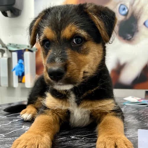 Pulpet, male 3yo Mixed Breed for adoption at Fundacja Puszatek, Warszawa