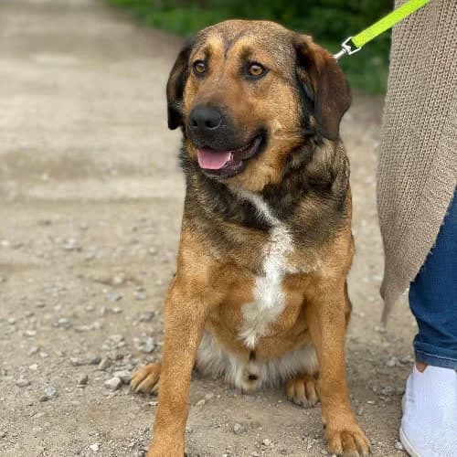 Hugo, male puppy Mixed Breed for adoption at Fundacja Puszatek, Warszawa