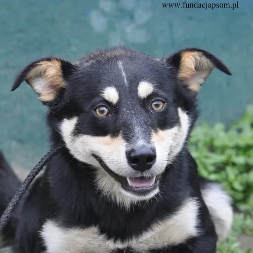 Joker, male puppy Mixed Breed for adoption at Fundacja Puszatek, Warszawa