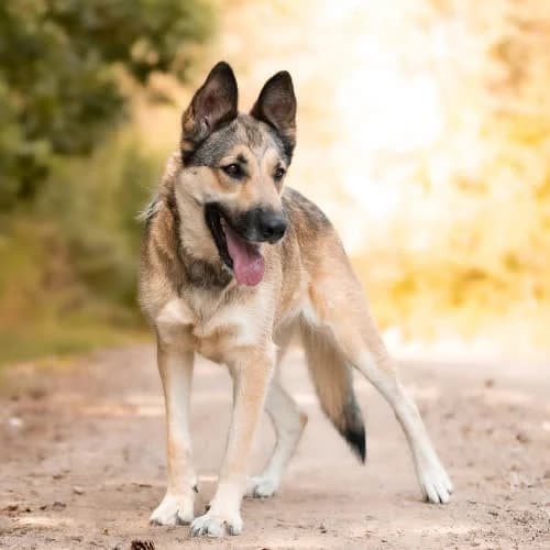 mądra MIBIA, female 3yo Mixed Breed for adoption at Fundacja Puszatek, Warszawa