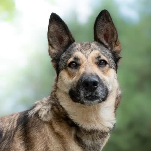 mądra MIBIA, female 3yo Mixed Breed for adoption at Fundacja Puszatek, Warszawa