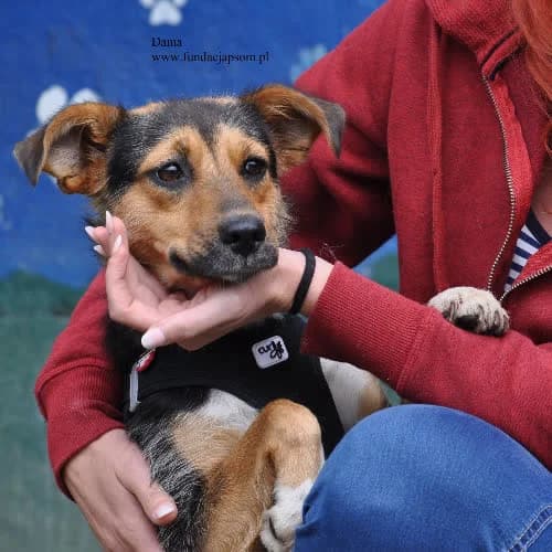 Dama, female puppy Mixed Breed for adoption at Fundacja Puszatek, Warszawa