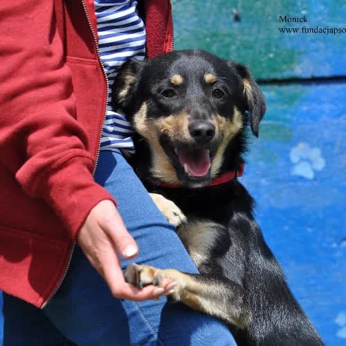 Moniek, male puppy Mixed Breed for adoption at Fundacja Puszatek, Warszawa
