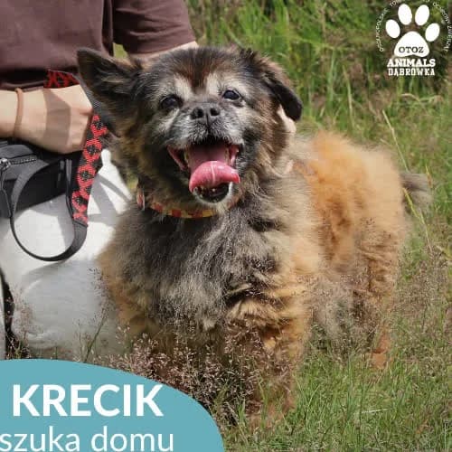 Krecik, male puppy Mixed Breed for adoption at Fundacja Puszatek, Warszawa