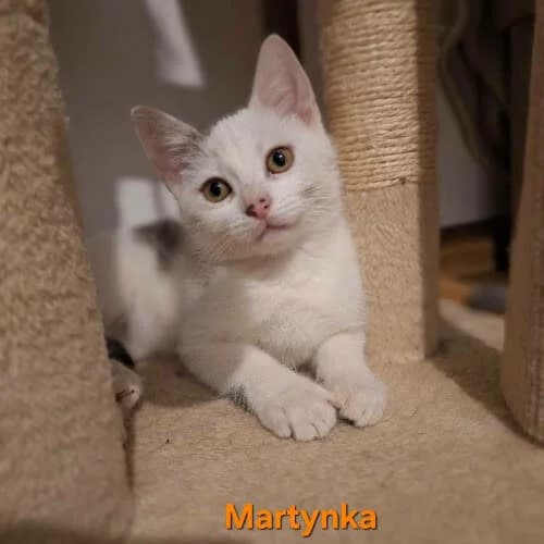 Martynka, female young Mixed Breed for adoption at Fundacja Puszatek, Warszawa
