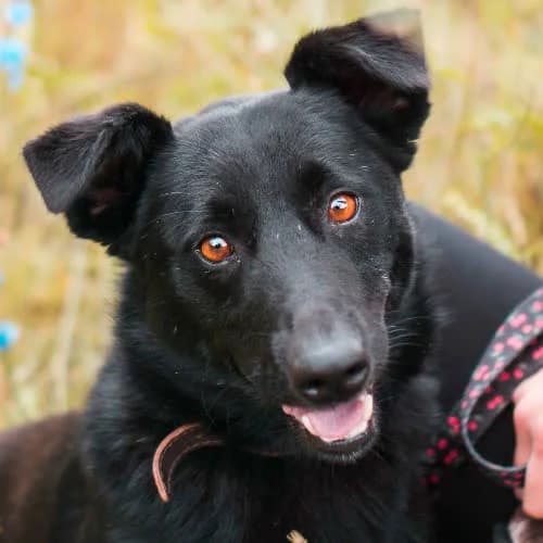 Leny, male puppy Mixed Breed for adoption at Fundacja Puszatek, Warszawa