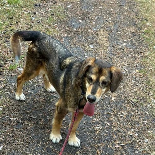 TOFIK, male 7yo Mixed Breed for adoption at Fundacja Puszatek, Warszawa