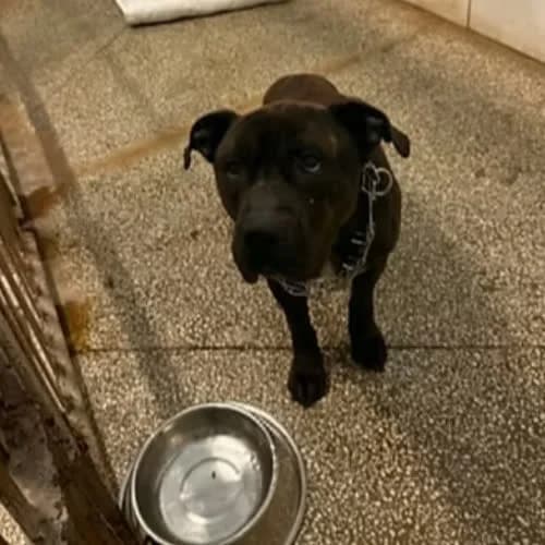MONTE, male 7yo Mixed Breed for adoption at Fundacja Puszatek, Warszawa