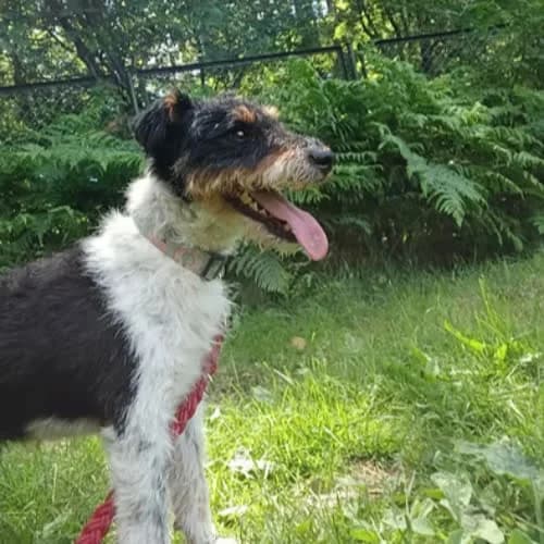 RAFI, male 6yo Mixed Breed for adoption at Fundacja Puszatek, Warszawa