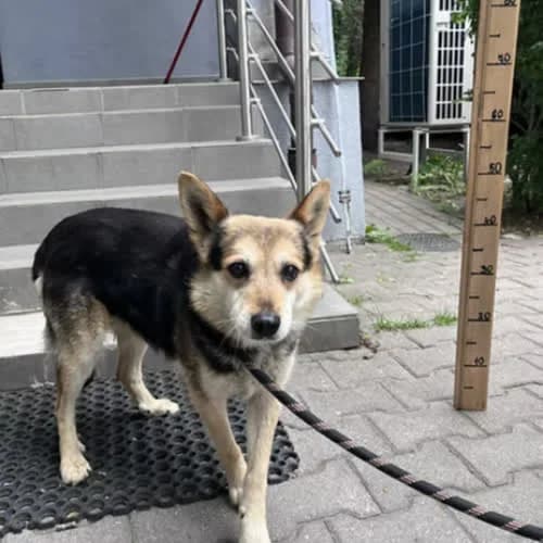 OGI, male 6yo Mixed Breed for adoption at Fundacja Puszatek, Warszawa
