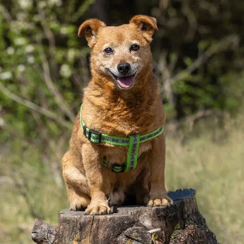 Krecik, male puppy Mixed Breed for adoption at Fundacja Puszatek, Warszawa