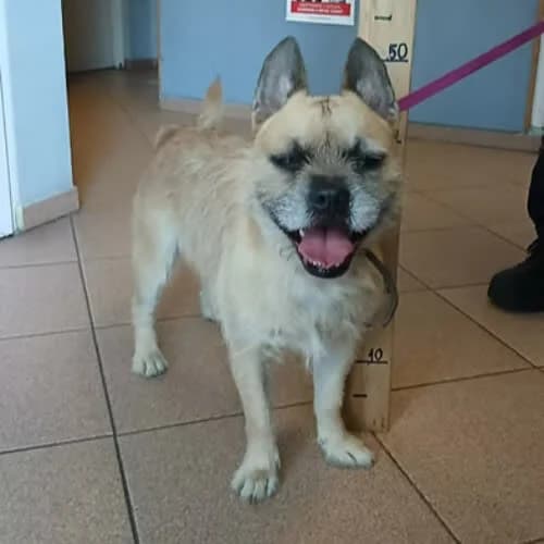 ROCKY, male puppy Mixed Breed for adoption at Fundacja Puszatek, Warszawa
