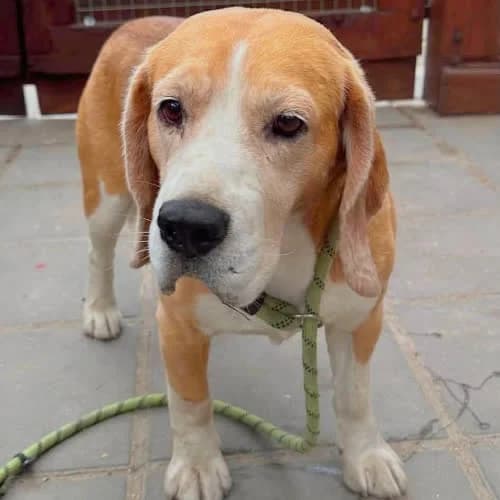 Piesek Beagle, male puppy Mixed Breed for adoption at Fundacja Puszatek, Warszawa