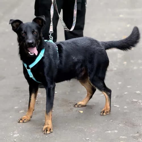Implant, male puppy Mixed Breed for adoption at Fundacja Puszatek, Warszawa