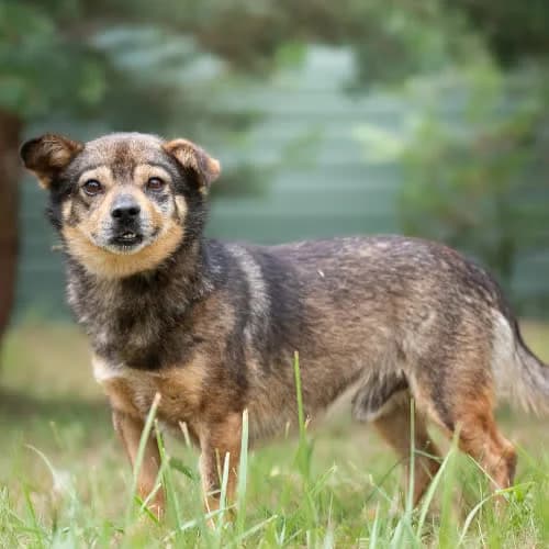 mały skarb Dżudżuś, male 3yo Mixed Breed for adoption at Fundacja Puszatek, Warszawa