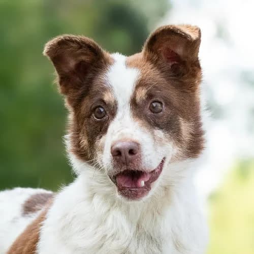 wesoły, male 6yo Mixed Breed for adoption at Fundacja Puszatek, Warszawa