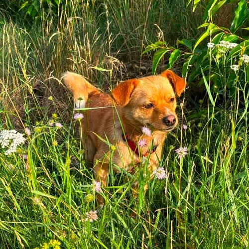 Spinka, female puppy Mixed Breed for adoption at Fundacja Puszatek, Warszawa