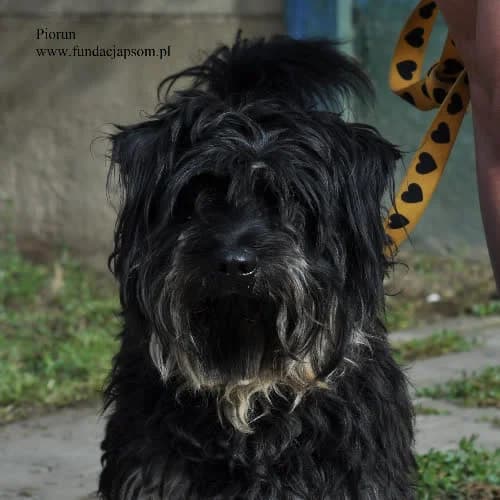 Piorun, male puppy Mixed Breed for adoption at Fundacja Puszatek, Warszawa
