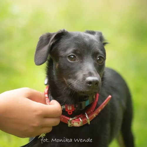 MALWA, female 5yo Mixed Breed for adoption at Fundacja Puszatek, Warszawa